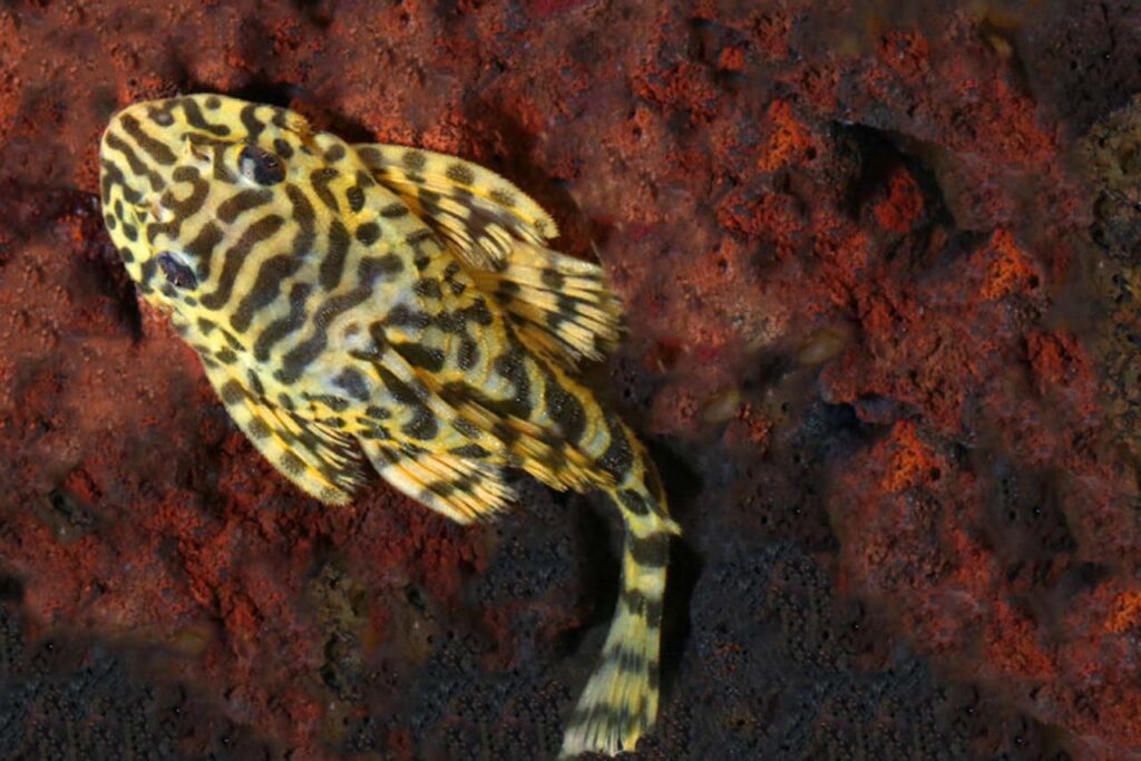Leopard Frog Pleco