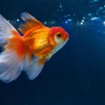 Can Goldfish Live In The Ocean