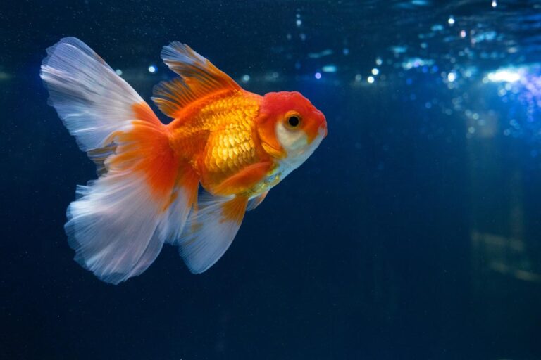 Can Goldfish Live In The Ocean